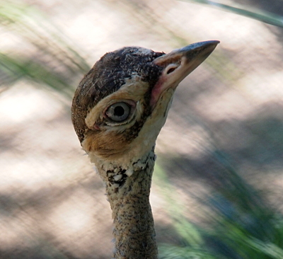 [A close view of the head and upper neck of the bird. Its light blue right eye is looking directly at the camera. There is a light tan portion over the eye while the rest of the top of the head is medium brown. The underside of its head and the first part of its neck is dirty white. The neck appears to feathers which are speckled both very light and dark. It has a short flesh-colored beak with one nostril showing in it.]